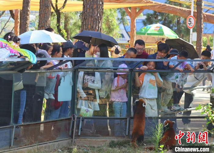 Zoo Walk 新风潮来袭，你还在等什么？