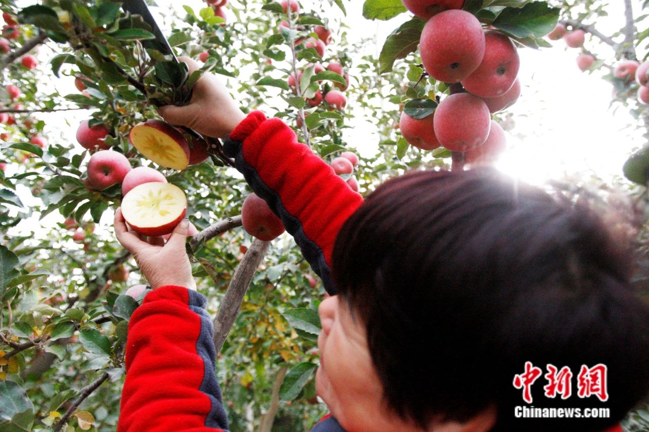 新疆苹果叫什么名字_新疆苹果城是哪里_