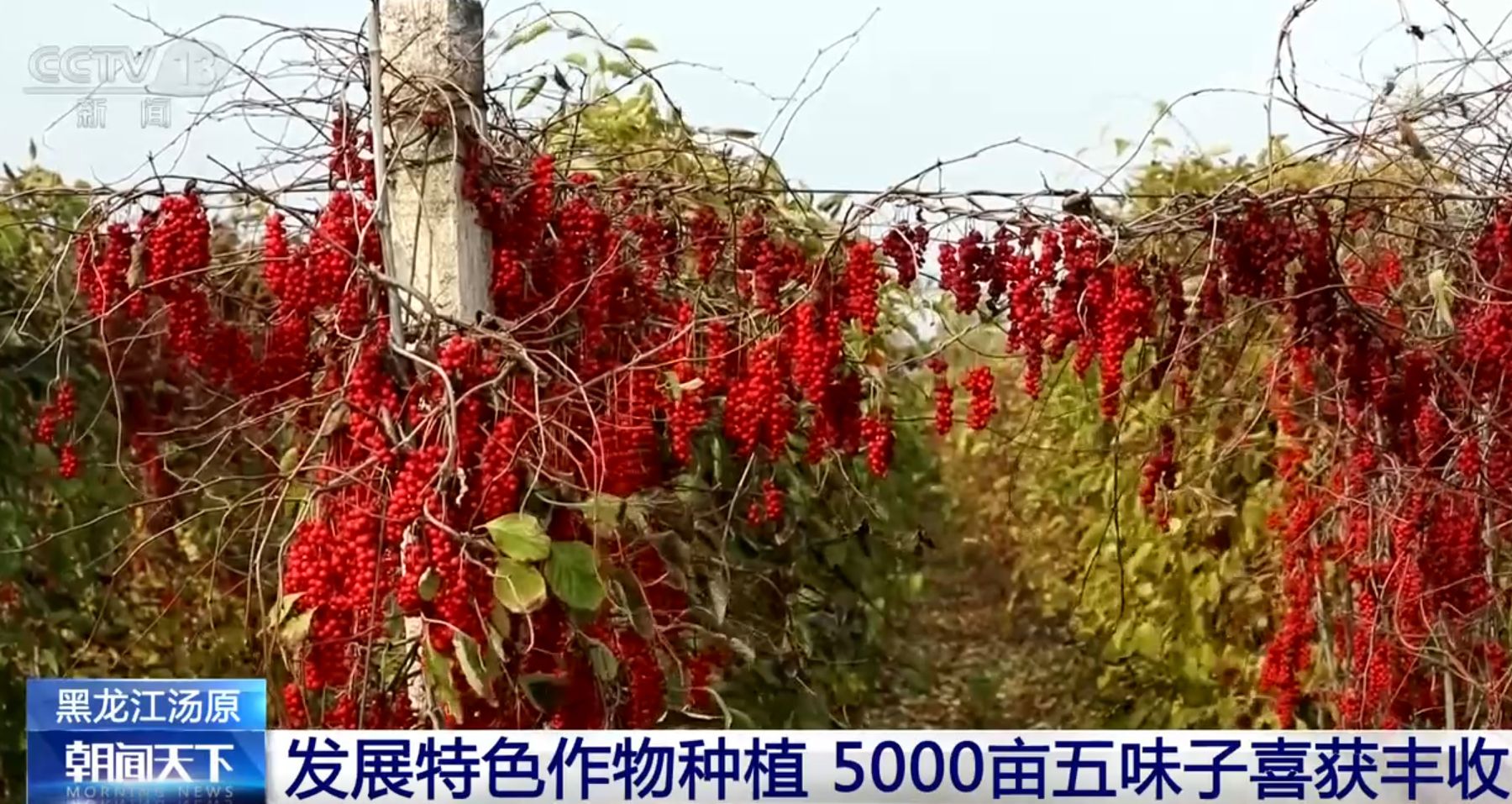 金秋时节，5000 亩五味子喜获丰收，奏响汤原县致富曲