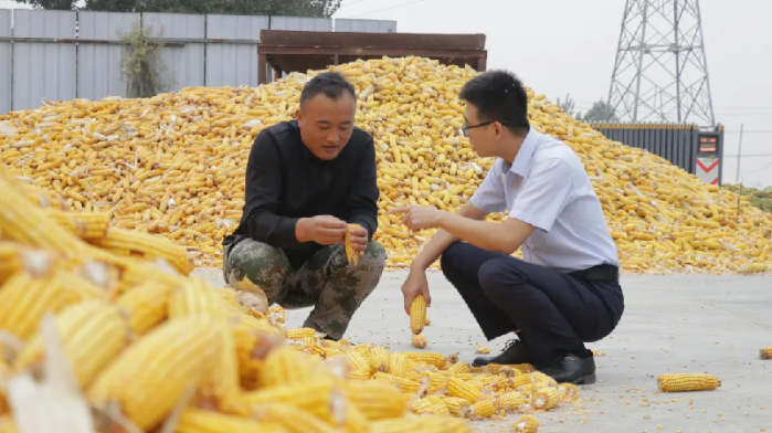 沉沉嘉穗泛金黄 邮储银行助力秋粮收购有序开展__沉沉嘉穗泛金黄 邮储银行助力秋粮收购有序开展