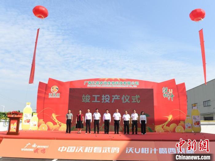武鸣沃柑变身致富金果，百亿产业背后的秘密你知道吗？