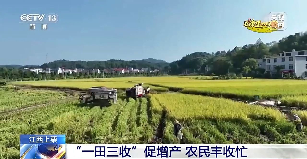 _金秋时节满田的水稻熟了_北玉米南水稻 藜麦也来凑热闹 共绘金秋好“丰”貌