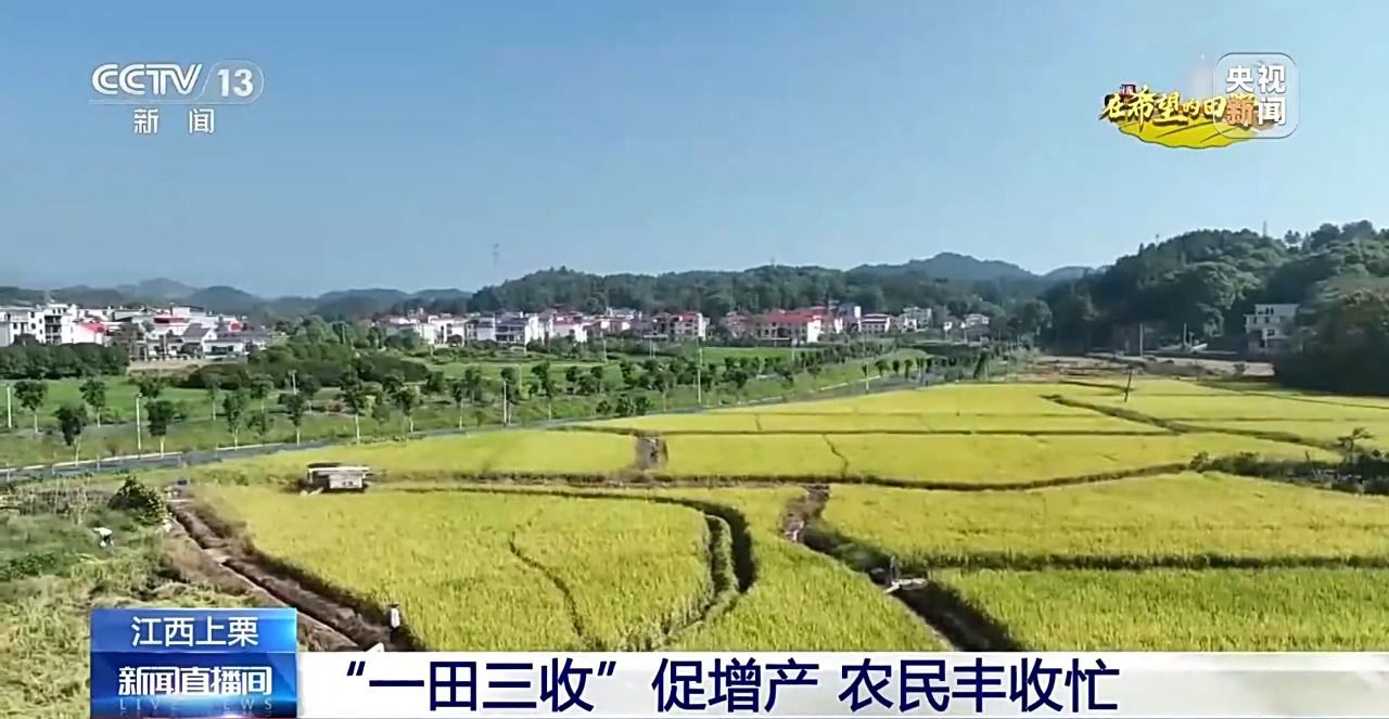 金秋时节满田的水稻熟了__北玉米南水稻 藜麦也来凑热闹 共绘金秋好“丰”貌