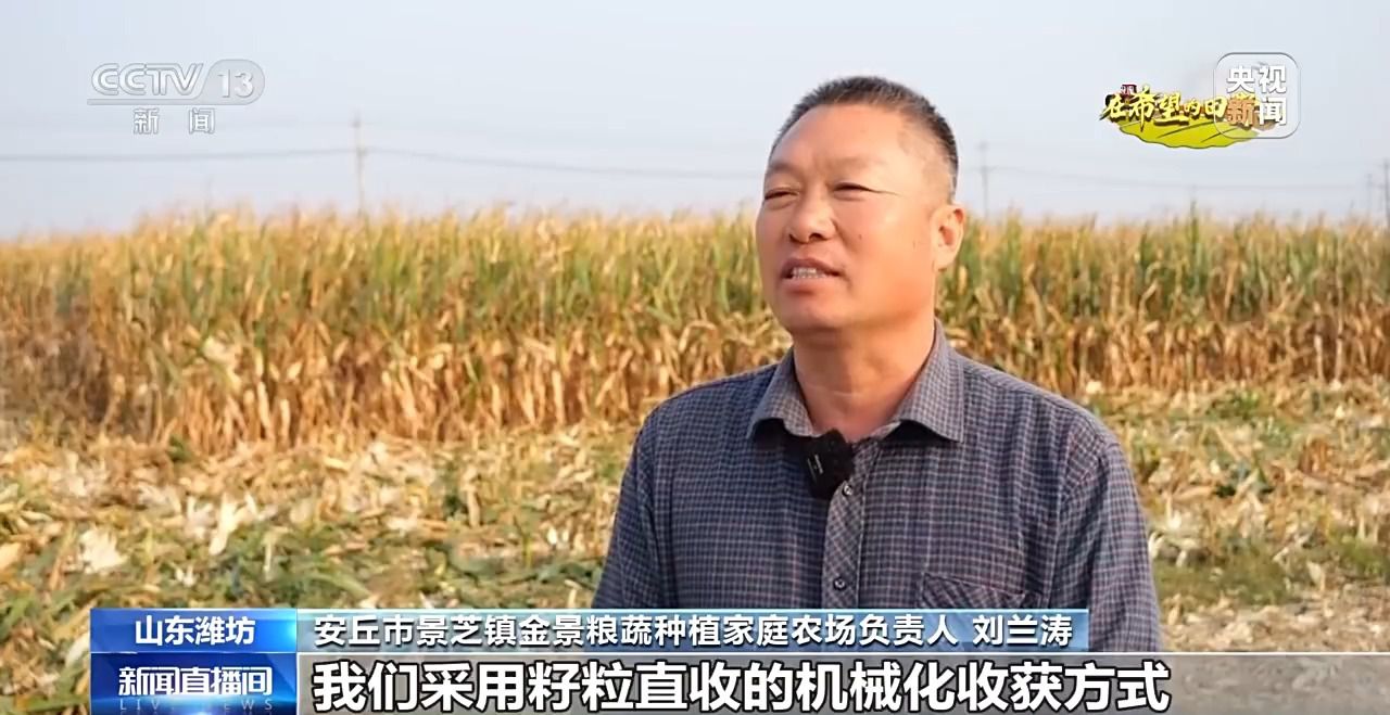 _北玉米南水稻 藜麦也来凑热闹 共绘金秋好“丰”貌_金秋时节满田的水稻熟了