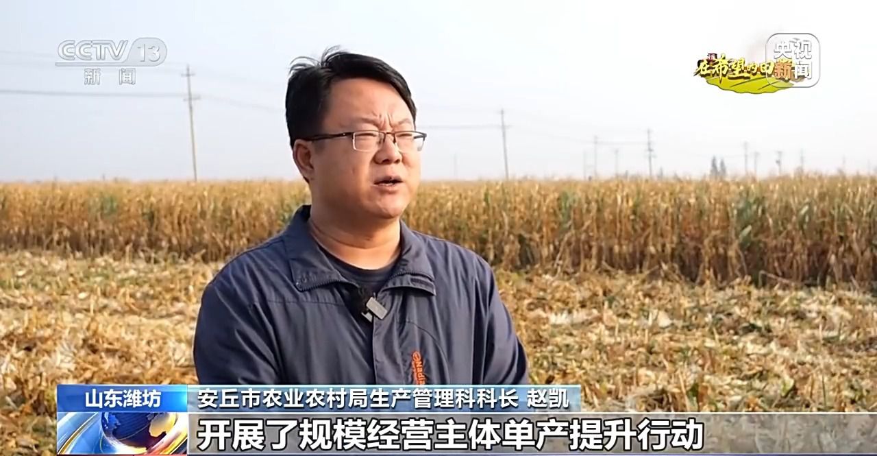 北玉米南水稻 藜麦也来凑热闹 共绘金秋好“丰”貌__金秋时节满田的水稻熟了