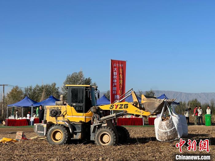甘农薯 7 号：瘠薄土地上的金土豆，抗病耐贮还高产