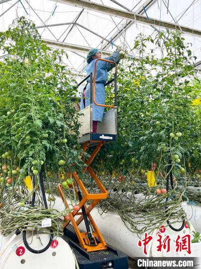 新疆霍尔果斯智能温室催生高产番茄，你吃过吗？