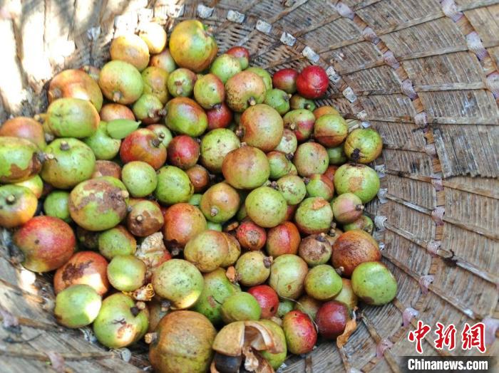 湖南零陵：油茶种植成农民增收致富支柱产业
