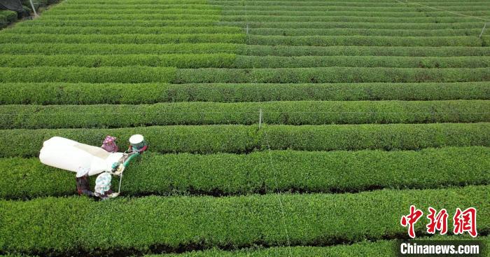 绍兴夏秋茶利用率不高？别急，新茶饮市场来助力