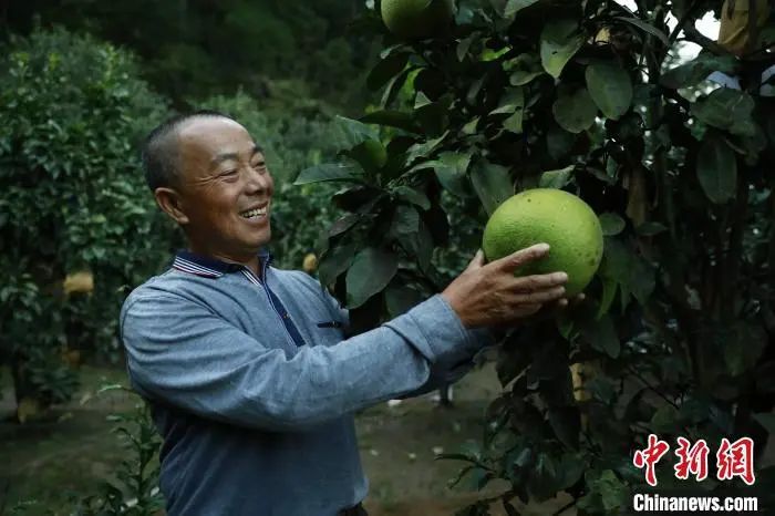 这座“柚”香“柚”甜的小城,有何致富密码?_这座“柚”香“柚”甜的小城,有何致富密码?_