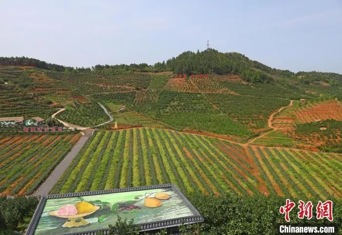 _这座“柚”香“柚”甜的小城,有何致富密码?_这座“柚”香“柚”甜的小城,有何致富密码?