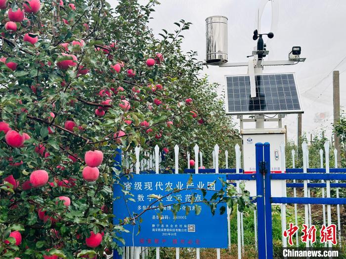 甘肃苹果产业_甘肃苹果产业发展状况_