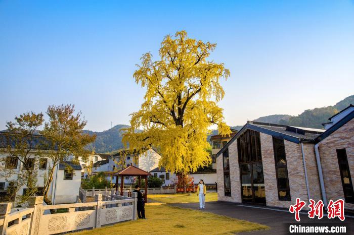 千年银杏慢直播，带你领略坡塘村的慢生活