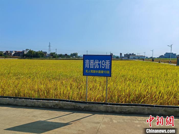 广西水稻亩产多少斤__广西种植水稻