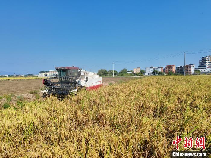 广西水稻亩产多少斤__广西种植水稻
