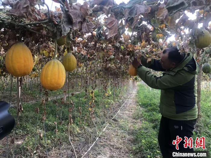 南方瓜蒌何以落户新疆?_南方瓜蒌何以落户新疆?_