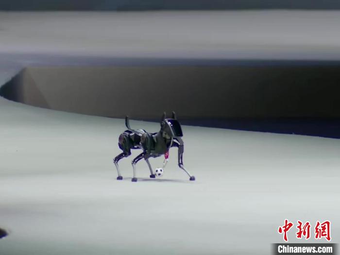 上海宠物模特__上海宠物服装设计