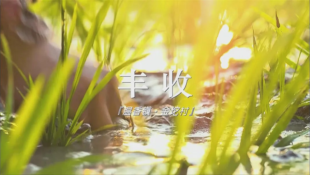 阳光与稻田蟹的邂逅：乡村的秘密，丰收的希望