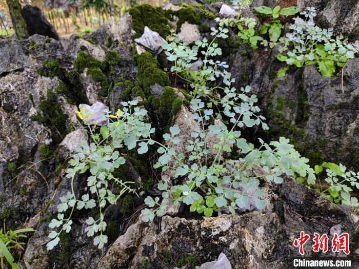 濒危植物岩黄连繁育有突破？广西植物研究所做到了