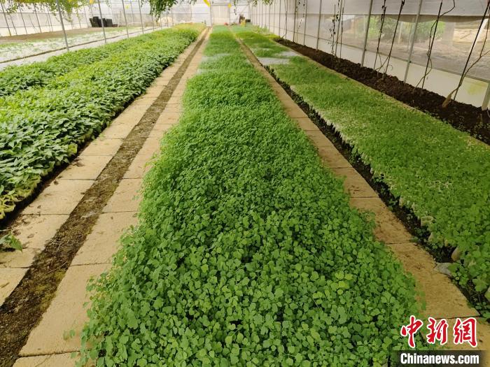 种苗繁育基地__白玉蜗牛繁育种苗基地